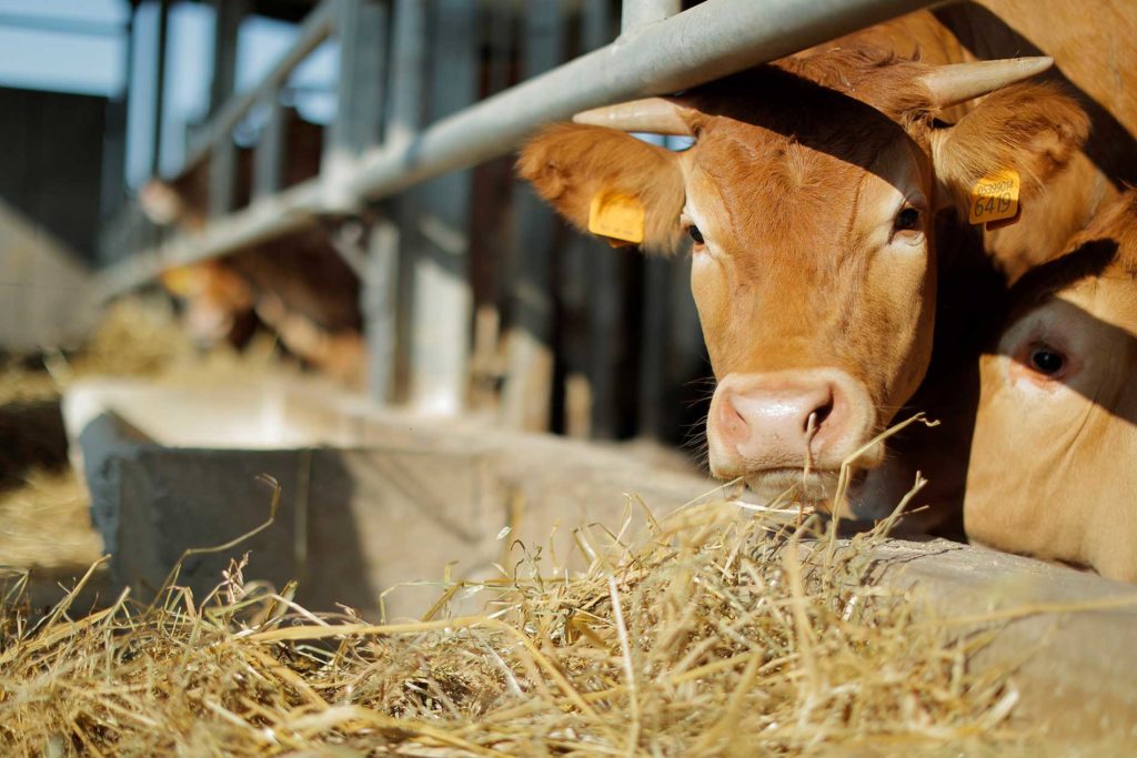 Allevamento Poggio Stenti Azienda Agricola