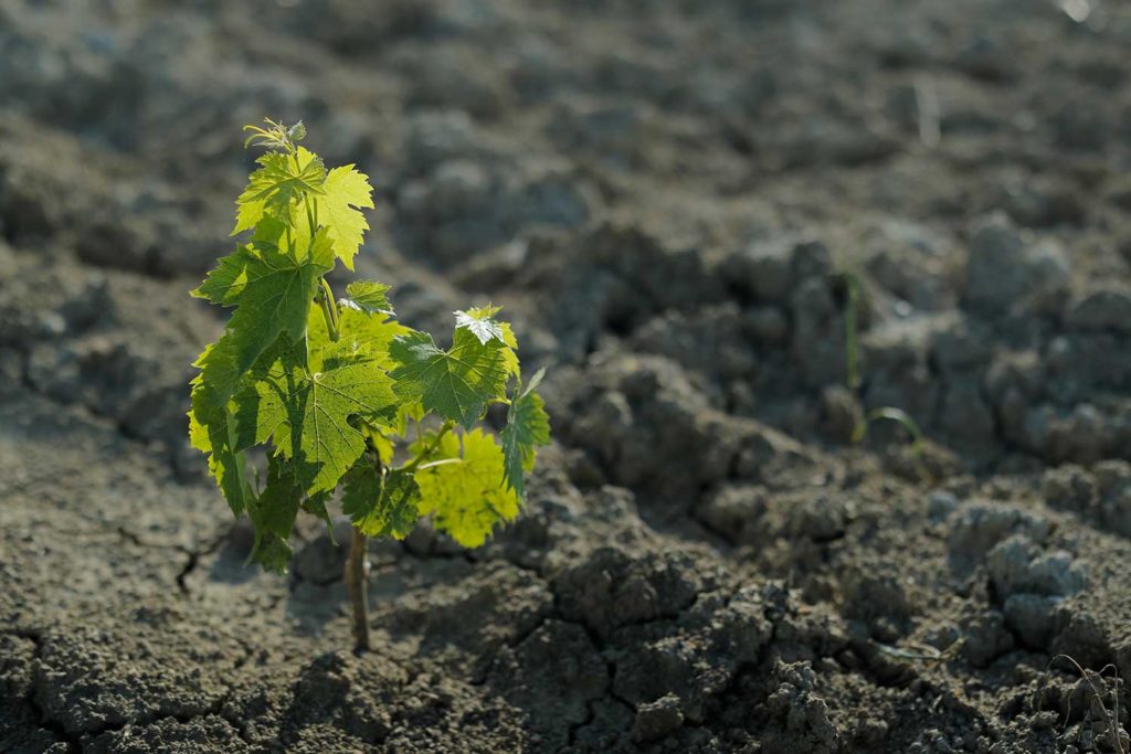 Azienda Agricola Poggio Stenti