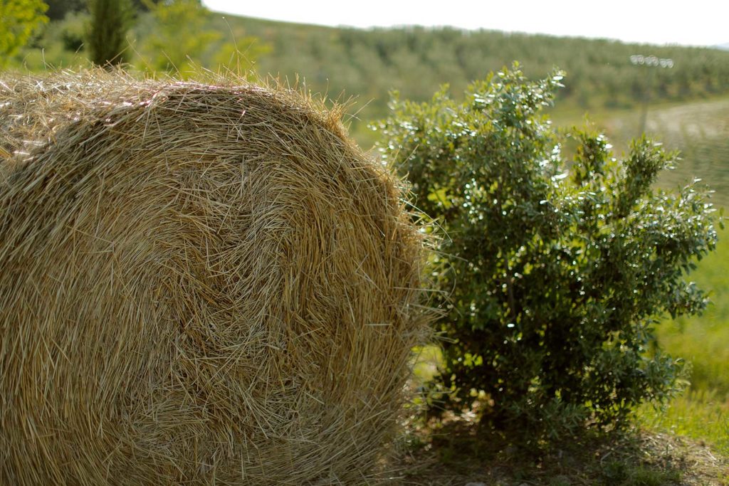 Azienda Agricola Poggio Stenti