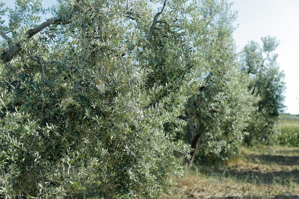 Olio Extra Vergine di Oliva Poggio Stenti